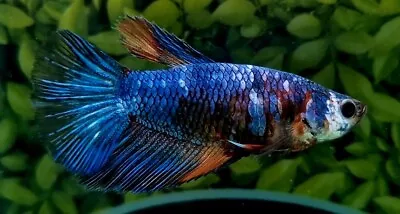 Halfmoon Female Betta Splenden/Siamese Fighting Fish 0070 • £16