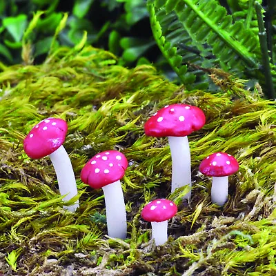 Fairy Garden Toadstools And Mushrooms By Fiddlehead Miniature Fairy Gardens • £6.50