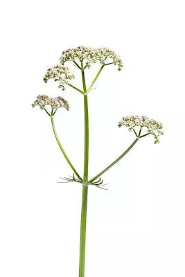 50 Valeriana Officinalis Seeds | Valerian Root | Perennial Medicinal Sleep Herb • $2.49