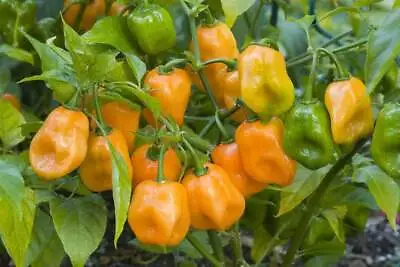 25 Habanero Orange Hot Pepper Seeds  Tracking On All Orders Over $16 • $2.19