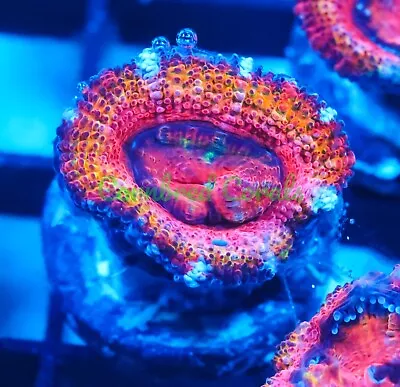 Cornbred's Amazeballs Acan - WYSIWYG - Frag - LIVE CORAL • $49.99