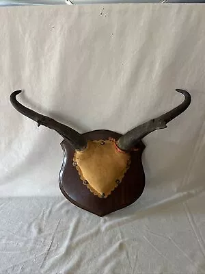 Trophy Vintage Wide & Tall PRONGHORN ANTELOPE HORNS Antlers Whitetail Taxidermy • $50