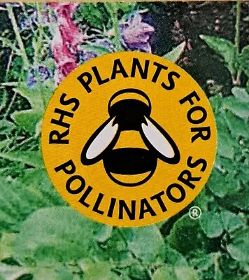 Mixed Mr Fothergill's Seeds For Pollinators - Bees & Butterflies - Multibuy • £2.80