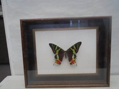 £5 • Buy Unusual Taxidermy Butterfly With Glass Display Case  URANIA RIPHEUS  Sunset Moth
