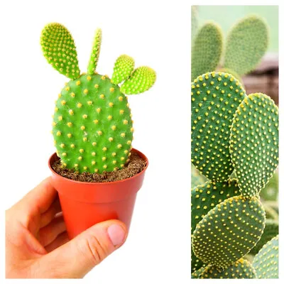 £9.99 • Buy Opuntia Microdasys Bunny Ears Cactus In A 8.5cm Pot - Indoor Cactus Plant