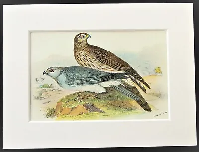 £7.99 • Buy Hen Harrier - 1880s Mounted Antique Victorian Bird Print Lithograph, Lloyds 