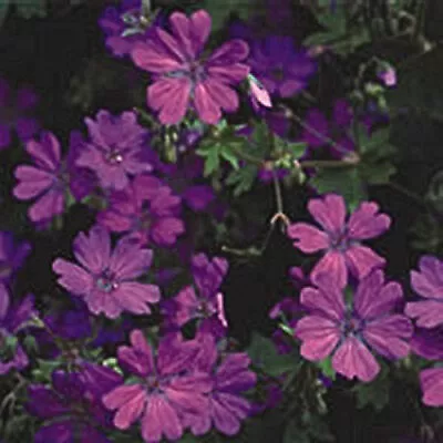 £16.75 • Buy 6 HARDY GERANIUM PYRENAICUM 'SUMMER SKY' MEDIUM PLUG PLANTS - Hardy Perennial