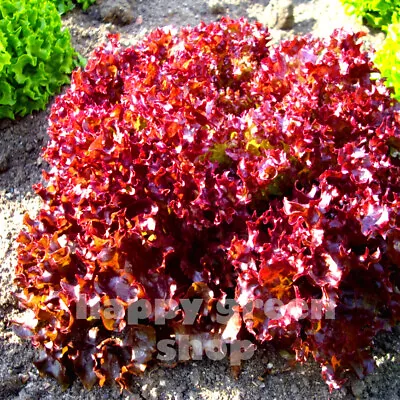 Vegetable Seeds Lettuce - Loosy Leaf - Lollo Rosso - 1000 Seeds • £1.99