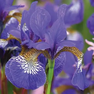 £7.99 • Buy T&M Iris Sibirica Tropic Night Garden Flowering Patio Hardy Perennial Bare Roots