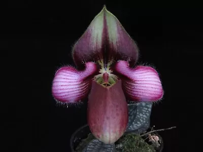 Species Orchid - Paphiopedilum Rungsuriyanum • $69