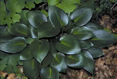 £14 • Buy Hosta Devon Green AGM Garden Plant Sent Out In Pot Or Bareroot