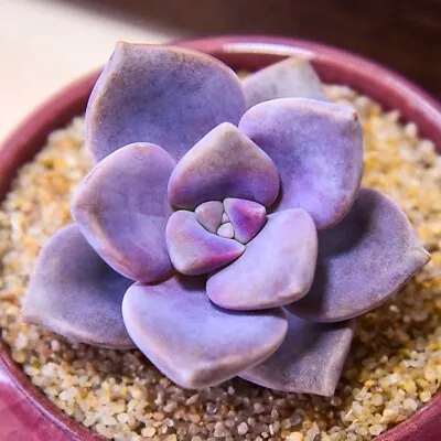 Graptopetalum Purple Delight Succulent Seeds X30 • $16.95