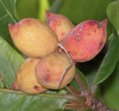 $22.49 • Buy Almond Tropical Live Nut Tree Soft Shell Almond