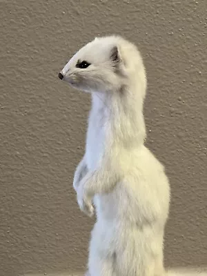 Beautiful Adorable Weasel Ermine Small Animal Taxidermy Mount Art Wildlife • $285