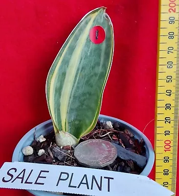 SANSEVIERIA Masoniana Yellow Variegated - WHALE FIN - # 1  Interesting & Sturdy • $29