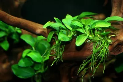 £4 • Buy Anubias Nana  Petite  Aquatic Plant For Your Freshwater Aquarium