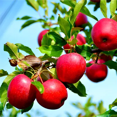 Katy Apple Tree 4-5ft Tall Ready To Fruit. Sweet Juicy Strawberry Taste • £24.99