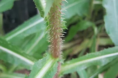 No STOCK  Wild Lettuce PLANT  (Lactuca Serriola) Opium Lettuce Pain Relief • $150