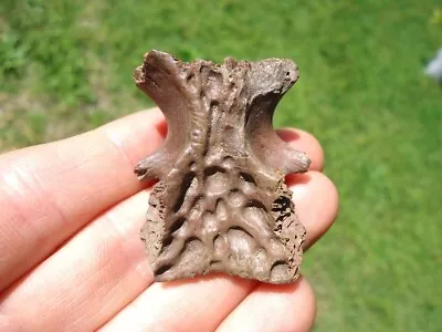 Quality Alligator Parietal Skull Bone Florida Fossils Ice Age Crocodile Tooth Fl • $25