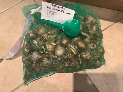 100 Fortune Daffodil Bulbs • £7.50