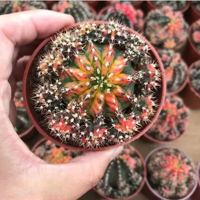 6cm Cactus Variegated Home Potted Garden Decoration Plants • $17.85