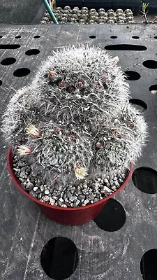 Mammillaria Bocasana Clumping Powder Puff Cactus Flowering Cluster • $65.50