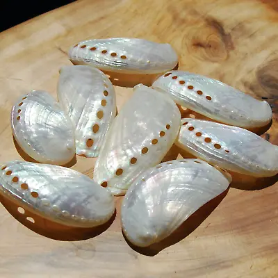 6pc Pearlized Mule Ear Abalone Shells 3in Polished Mother Of Pearl Seashell Ha • $8.09