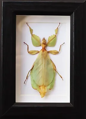 Real Walking Leaf Phyllium Insect Taxidermy Display Wooden Frame Wall Decor • $23.50