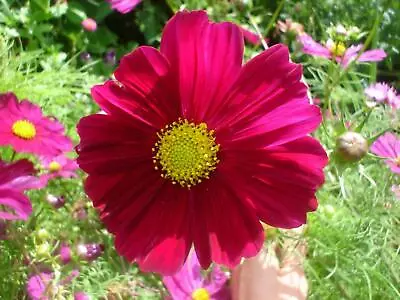 6x Cosmos Bipinnatus 'Gazebo Red' Plug Plants (No Seeds) - End Of April 2024 • £10.99