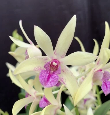 $11.95 • Buy HN399  Orchids Dendrobium Memoria Alicia 'KP' X Dingadee Gold 'My's Choice'