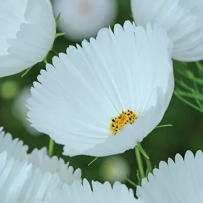 Thompson & Morgan Cosmos Cupcake White Seeds Garden Flower Plant 1 Pack 30 Seeds • £3.99