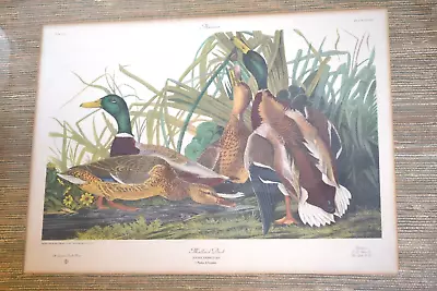 Two Framed Mallard Duck Prints Very Nice One Drawn By John Audubon ##Fa 482 • $19