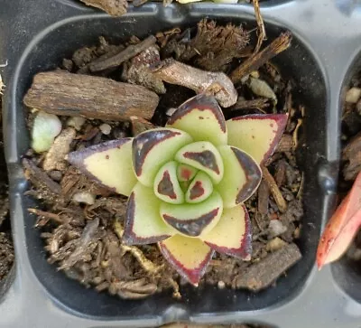 Echeveria Agavoides Ebony( USA Form) Display In 5cm Pot • $20