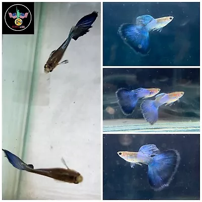 -1 Trio Japan Blue Big Tail Guppy! Premium Grade High Quality! Live Guppy Fish- • $30