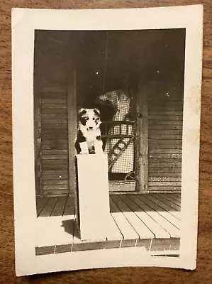 Vintage 1930s Small Dog Puppy Guarding Porch Woman Texas House Real Photo • $9.99