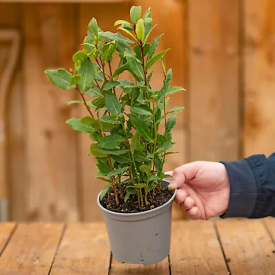 Laurus Nobilis Bay Laurel | Evergreen Garden Shrub Culinary Herb 14cm Pot • £9.99