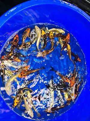 £169 • Buy Koi For Sale High Quality Koi Carp 5  Metalic Ghost Mix