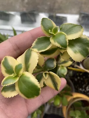 £3.50 • Buy Crassula Sarmentosa ‘Comet’ Variegated Jade Plant X1 Unrooted Cutting