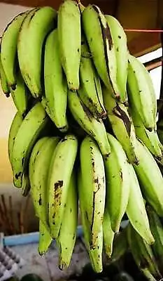 Plantain Plant (Platano) Live Vegetable Plant (6in To 24in) • $37.99