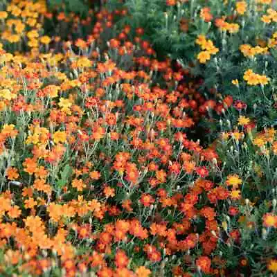 Marigold Flower Seeds - Red Gem - Flower Seeds - USA Grown - Non GMO • $9.05