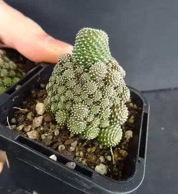 1 X Rebutia Cv Liliputiana Hybird New Release • $35