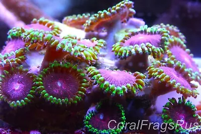 Marine CoralZoanthid SpFake Lime Chilli Zoas10 Plus Polypsstunning Frag • £12.99