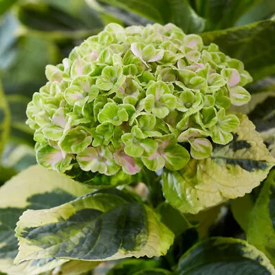 T&M Hydrangea 'Sunshine Amy' Hardy Shrub Unusual Variegated Foliage 2 Litre Pot • £27.99