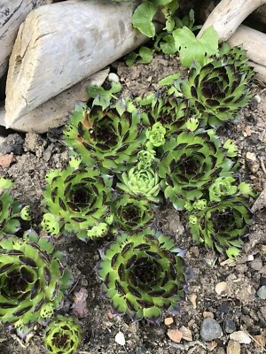 3 X Sempervivum Reinhard Succulent Plants • £7.99
