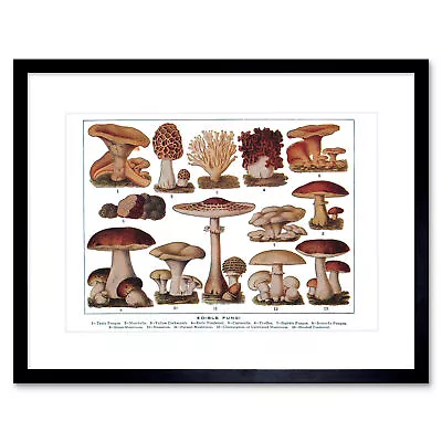 Edible Fungi Mushrooms Science Plant 30X40Cm Framed Print Picture Mount 12x16  • £11.99