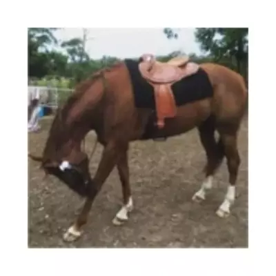 Brown-Leather-Half Breed-Swinging Fender Saddle • $419