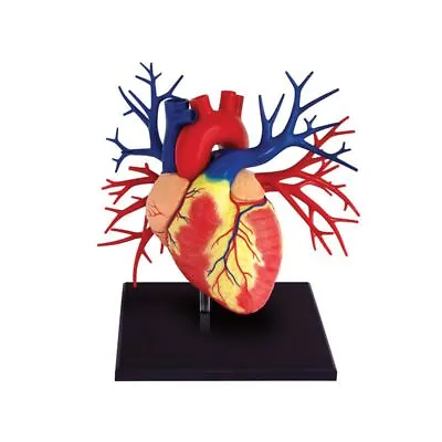 4D Human Anatomy Heart Organs Model Detachable Medical Classroom Teaching Supply • $185.92