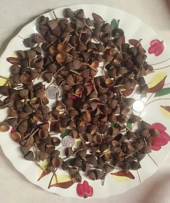 200 Small/ Med Live Oak Acorns Caps. (Caps Only) DYI CRAFTS HOLIDAY DECOR Etc • $7.99