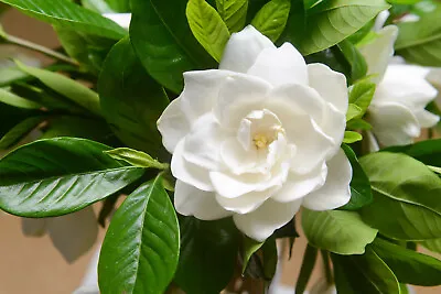 50 GARDENIA / CAPE JASMINE Jasminoides Fragrant White Shrub Flower Seeds *FlatSH • £3.17