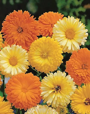 Calendula Art Shades Mix - Appx 100 Seeds - Annuals & Biennials • £1.19